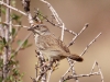 rufous-crowned-sparrow