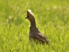 scaled-quail