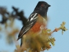 spotted-towhee2