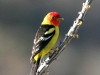 western-tanager2