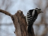 downy-woodpecker1