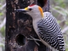 golden-fronted-woodpecker2