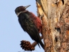 lewis-woodpecker4