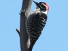 nuttalls-woodpecker
