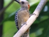 Red-crowned Woodpecker2