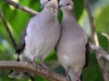 White-tipped Doves
