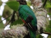 White-tipped Quetzal female