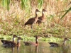 West Indian Whistling-ducks