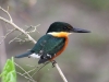 american-pygmy-kingfisher3