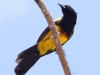black-cowled-oriole