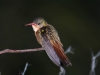 cinnamon-hummingbird