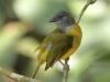 gray-headed-tanager