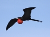 magnificent-frigatebird-flight