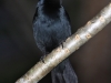 melodious-blackbird