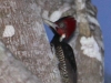 pale-billed-woodpecker