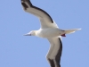 red-footed-booby-flight