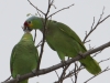 red-lored-parrots