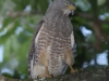 roadside-hawk