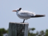 royal-tern-juvenile
