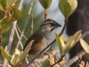 rusty-sparrow2