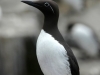 Common murre bridled form