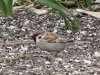 Eurasian Tree Sparrow2