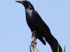 001-great-tailed-grackle