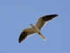 003-white-tailed-kite