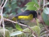025-black-and-yellow-silky-flycatcher