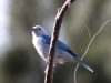 039-blue-gray-tanager