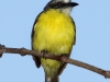 073-gray-capped-flycatcher