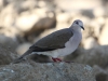 091-white-tipped-dove