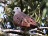 109-ruddy-ground-dove