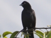 113-melodious-blackbird