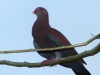 123-red-billed-pigeon