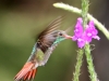 155-rufous-tailed-hummingbird