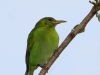 167-green-honeycreeper-female