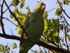 175-red-lored-parrot