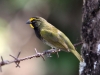 187-yellow-faced-grassquit
