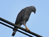 189-gray-hawk