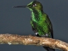 205-green-crowned-brilliant