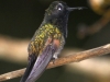 207-black-bellied-hummingbird