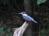 225-ringed-kingfisher