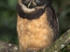 237-spectacled-owl
