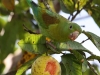 263-orange-chinned-parakeet