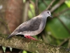 277-gray-chested-dove