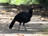 281-great-curassow-male