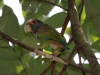 285-white-crowned-parrot