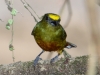 295-olive-backed-euphonia-male