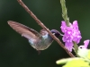 351-violet-headed-hummingbird